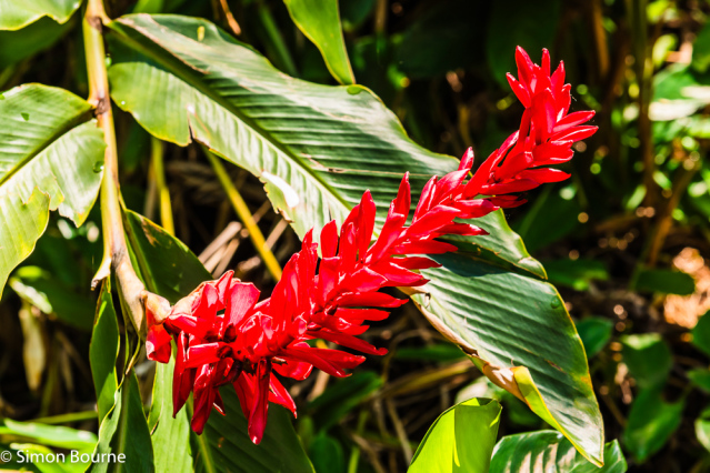 Simon Bourne, photography, photographer, Tintagel, Cornwall, portfolio, image, spring, Costa Rica, Alajuela, San Jose, tropical, trees, red ginger, red bract, red flower
