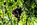 Simon Bourne, photography, photographer, Tintagel, Cornwall, portfolio, image, spring, Costa Rica, primate, wildlife, mammal, Mantled Howler Monkey, Punta Islita, Nicoya Peninsula, tropical, trees, mango, fruit