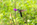Simon Bourne, photography, photographer, Tintagel, Cornwall, portfolio, image, spring, Costa Rica, bird, wildlife, Lesser Violetear Hummingbird, Curi Cancha, Monteverde, hummingbird, tropical, flowers, nectar, beak, flying