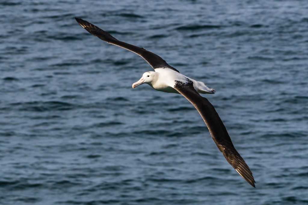 A Northern Royal Albatross at Taiaroa Head on the Otago Peninsula, near Dunedin, Otago, South Island, New Zealand