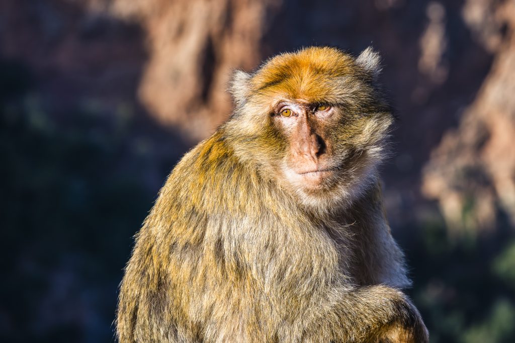 A Barbary Macaque at Ouzoud Falls, near Marrakech in Morocco