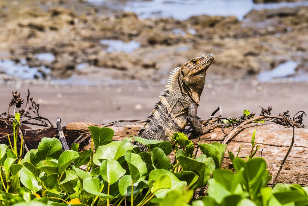 A Black Iguana near the beach at Punta Islita, Guanacaste, Costa Rica