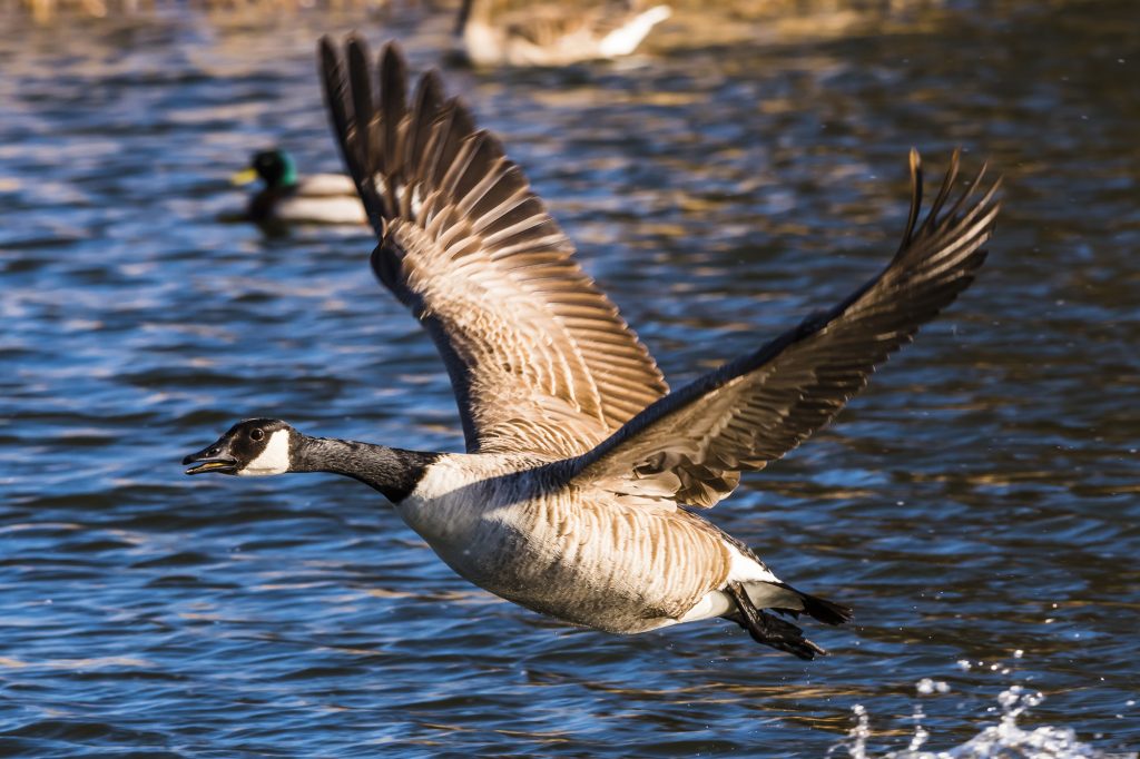 A Canadian Goose taking off from the lake at the Wimpole Estate Gardens in Cambridgeshire