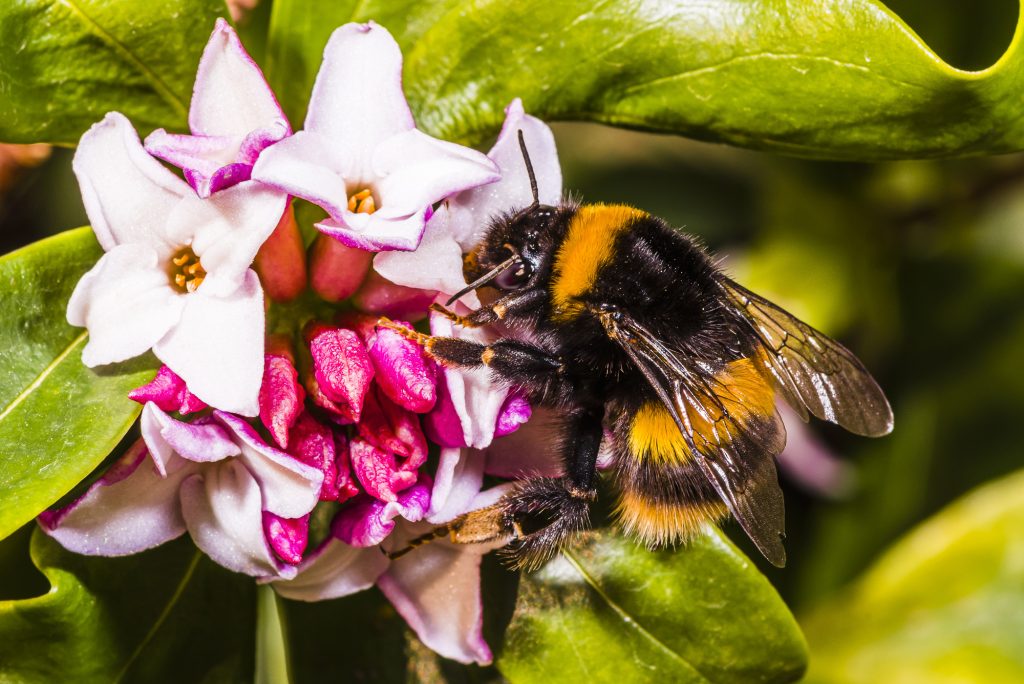 A Bumblebee feeding on a Daphne bush in a spring garden in Muswell Hill, London
