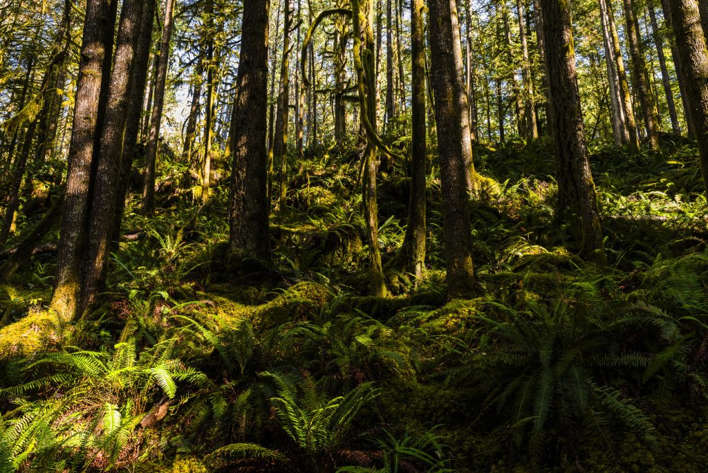 Autumn trees in the temperate rainforest of Egmont Forest, British Columbia, Canada 2023