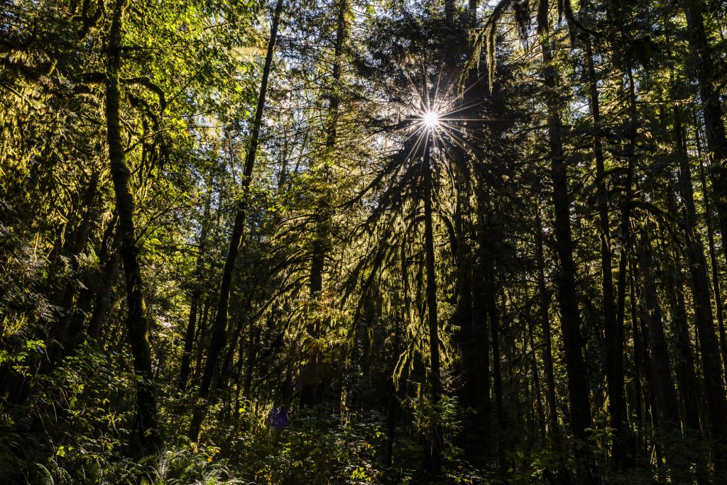 Autumn trees in the temperate rainforest of Egmont Forest, British Columbia, Canada 2023