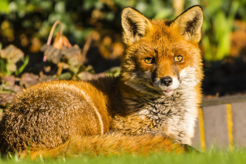 An Urban Fox in a winter garden in Muswell Hill, London