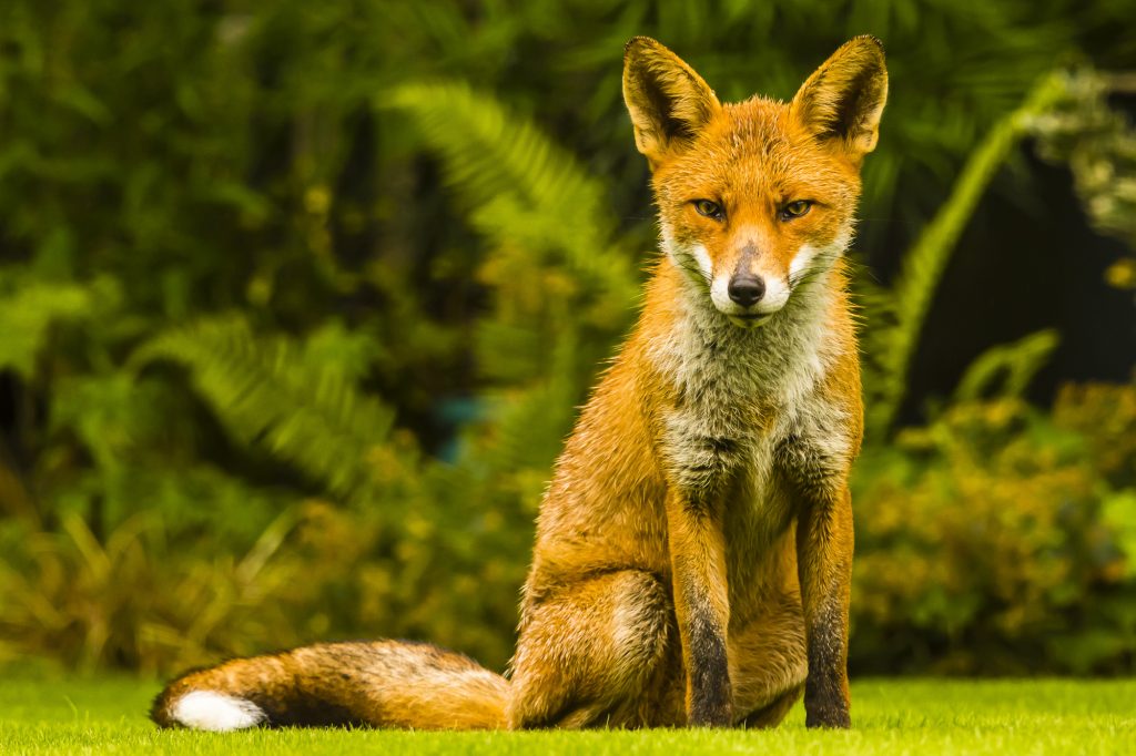 A wet Urban Fox in a summer garden in Muswell Hill, London