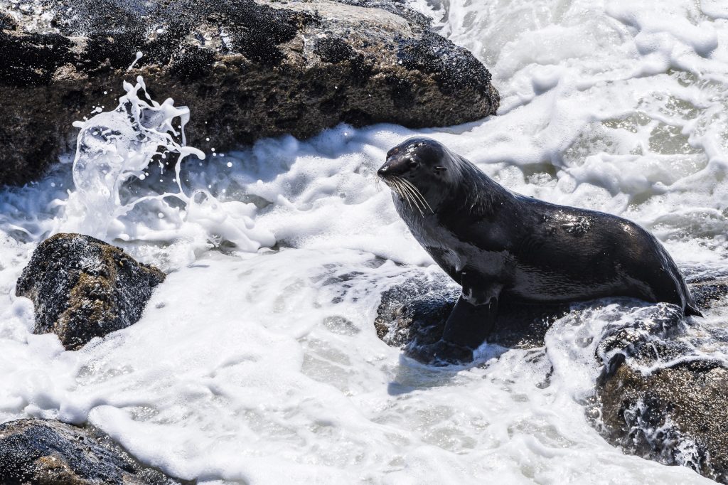 A Fur Seal getting out of the sea and surf at Tauranga Bay, near Westport, West Coast, South Island, New Zealand
