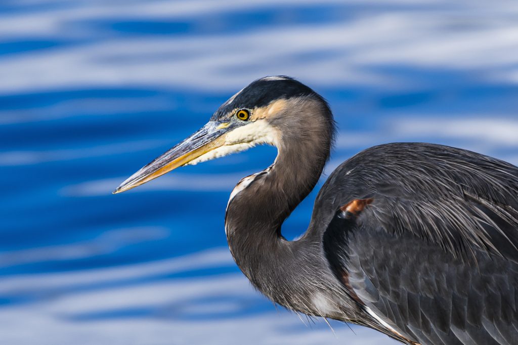 A Great Blue Heron at Skookumchuck Narrows in Egmont, British Columbia, Canada