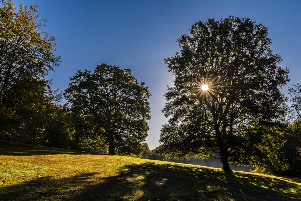 Morning autumn sunlight through the trees on Hampstead Heath, London