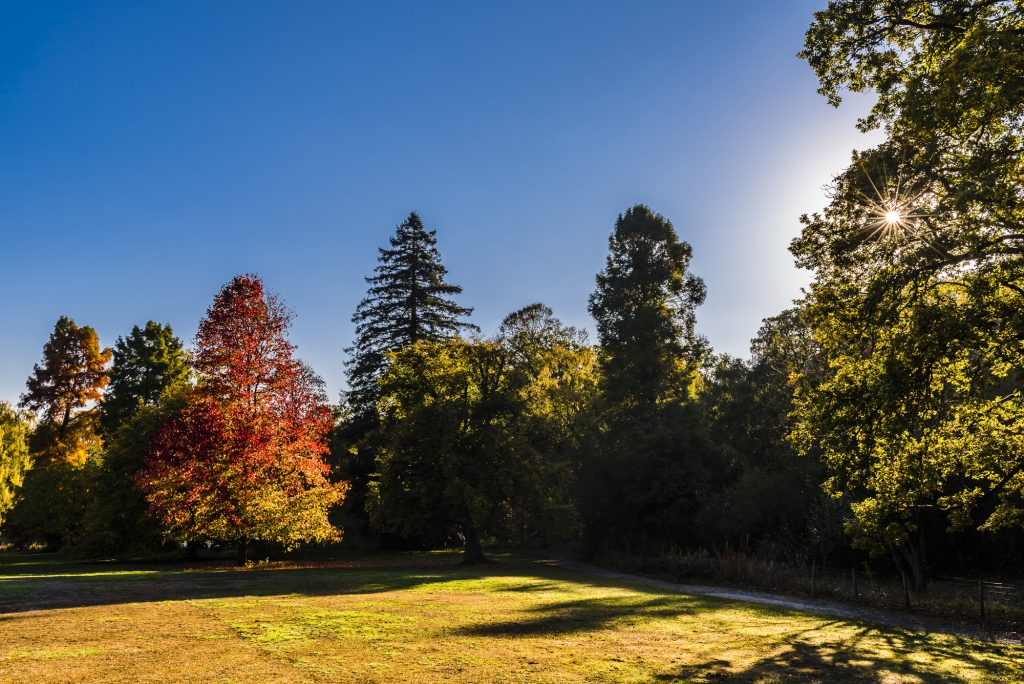 Morning sunlight through the autumn trees on Hampstead Heath, London