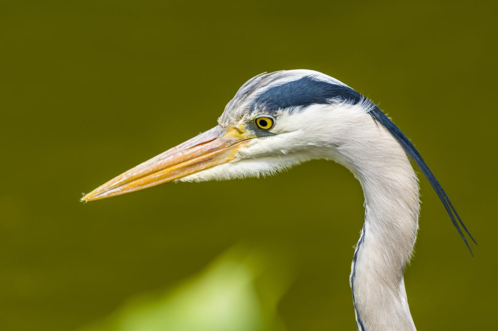 A Heron at the Cliveden Gardens in Buckinghamshire