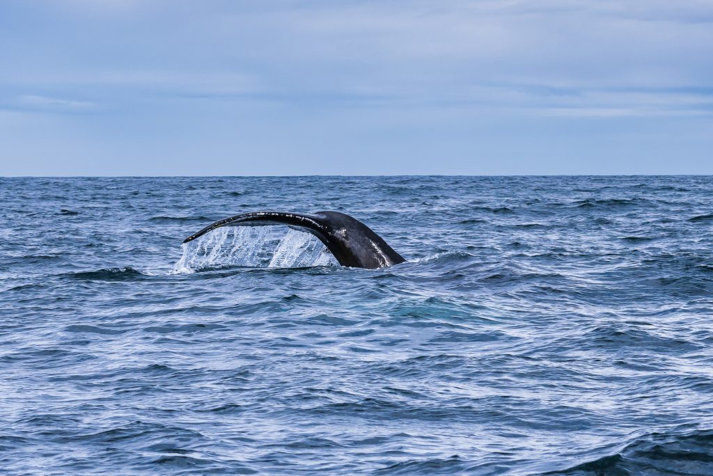 A Humpback Whale tail and flukes as it dives in to the sea at the Eyjafjordur fjord, Iceland