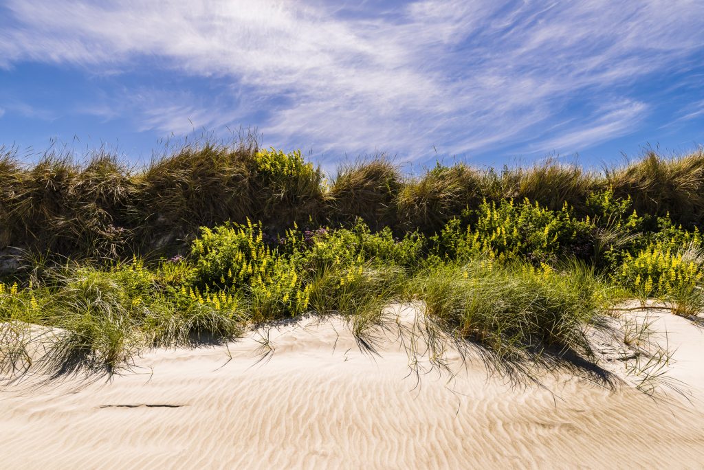Ocean View Beach near Dunedin, Otago, South Island, New Zealand
