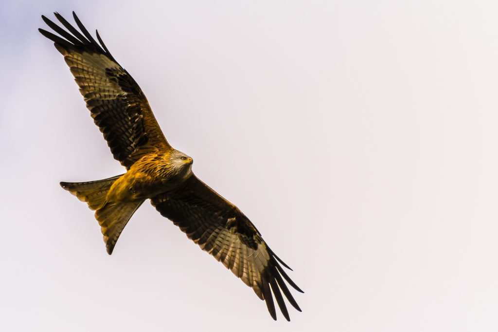 A soaring Red Kite above Cliveden in the spring, Buckinghamshire