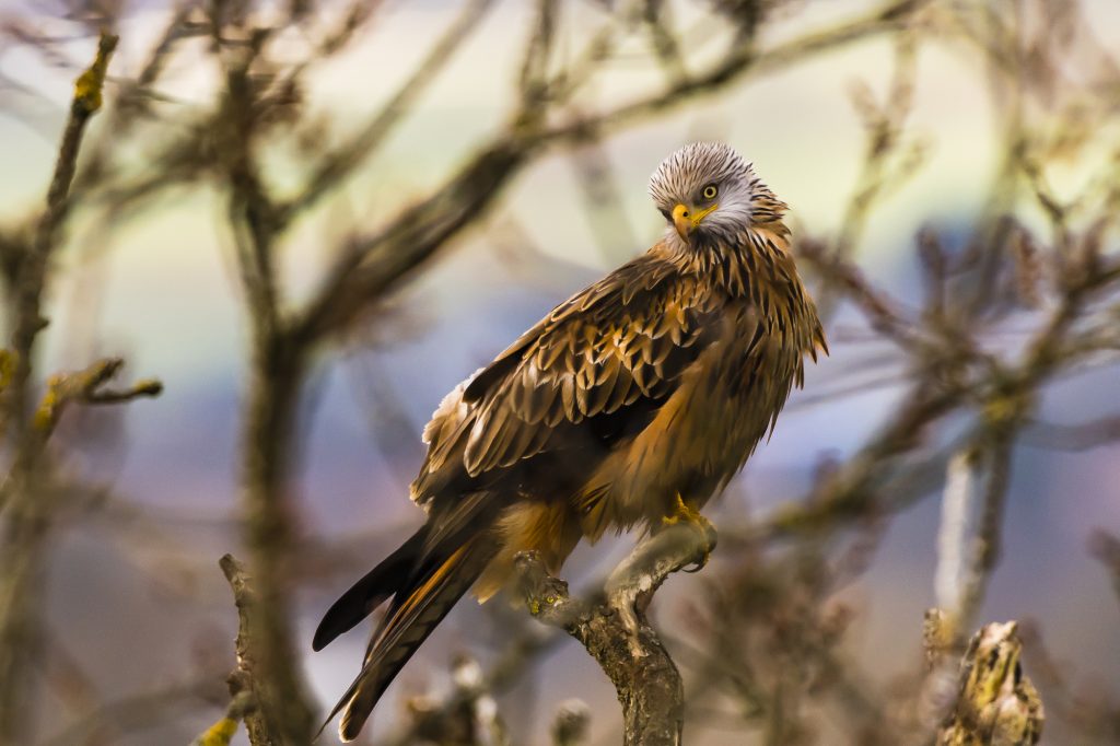 A wet Red Kite sitting in a spring tree at Cliveden in Buckinghamshire