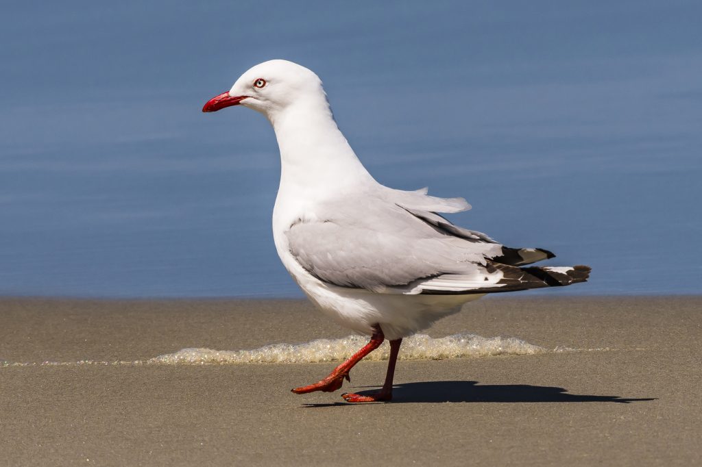 A Red-billed Gull at Ocean View Beach, near Dunedin, Otago, South Island, New Zealand