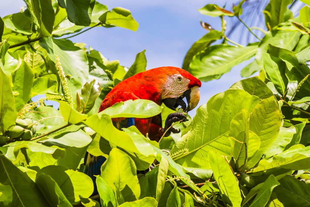 A Scarlet Macaw in a tree at Punta Islita, Guanacaste, Costa Rica