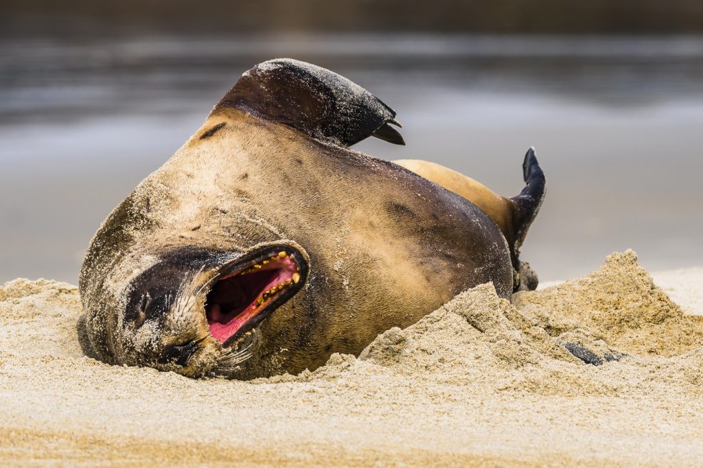 An adult Sea Lion on Sandfly Bay beach, on the Otago Peninsula, near Dunedin, Otago, South Island, New Zealand