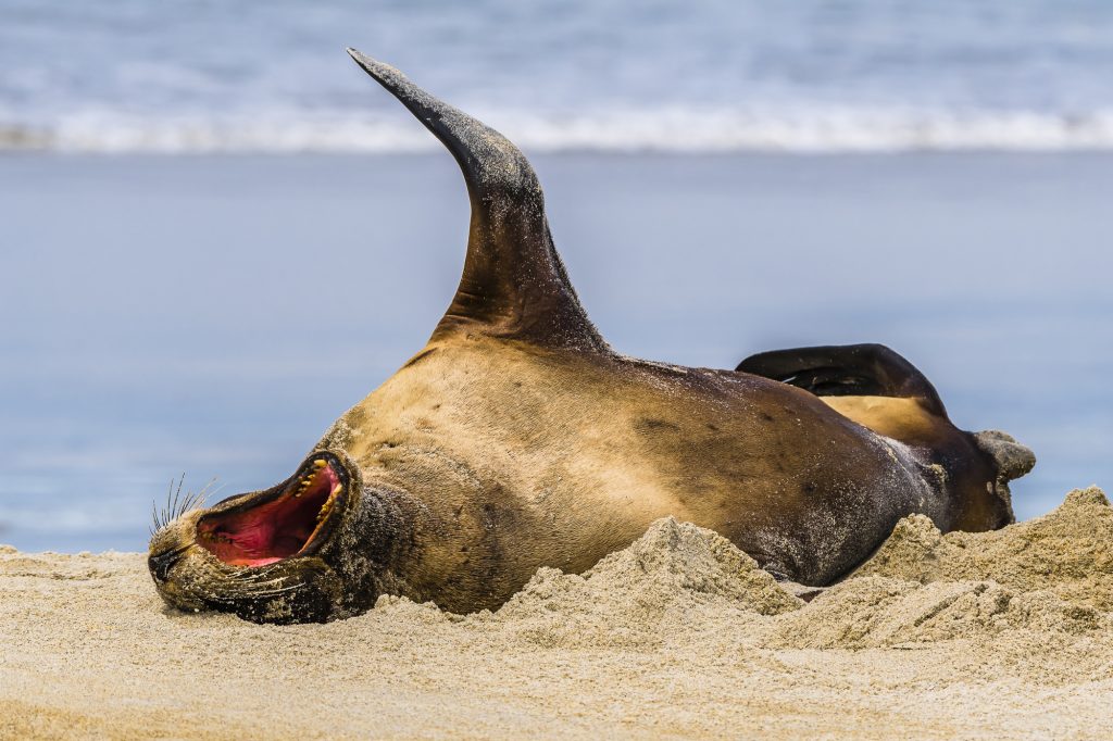 An adult Sea Lion on Sandfly Bay beach, on the Otago Peninsula, near Dunedin, Otago, South Island, New Zealand