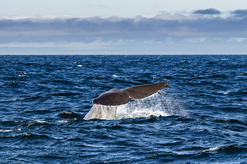 A Sperm Whale tail and flukes as it dives in to the sea at Kaikoura, Canterbury, South Island, New Zealand