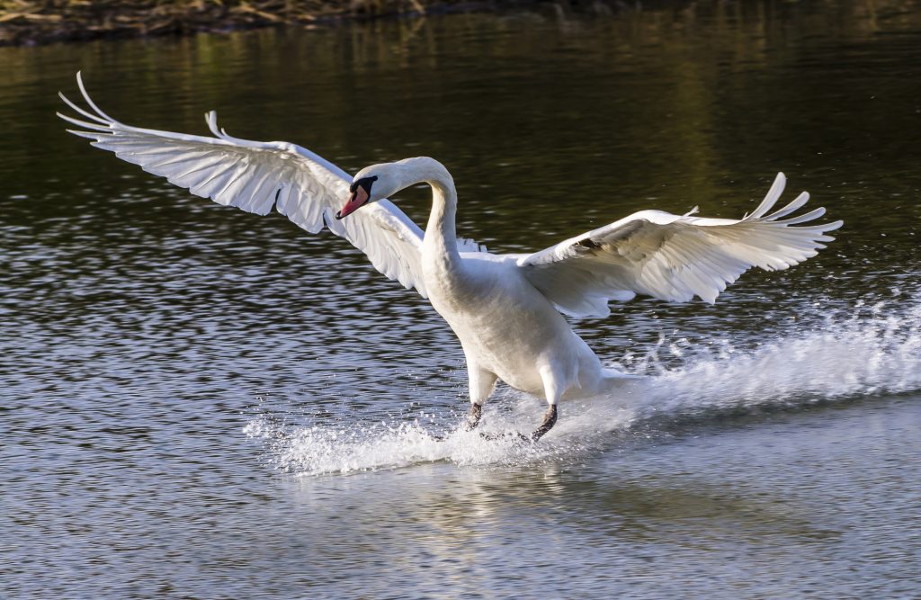 A Mute Swan landing on the lake at Stowe Gardens in Buckinghamshire