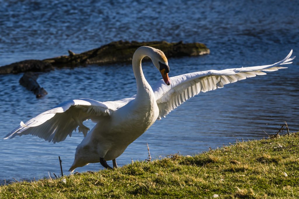 A Mute Swan getting out of the lake at the Wimpole Estate Gardens in Cambridgeshire