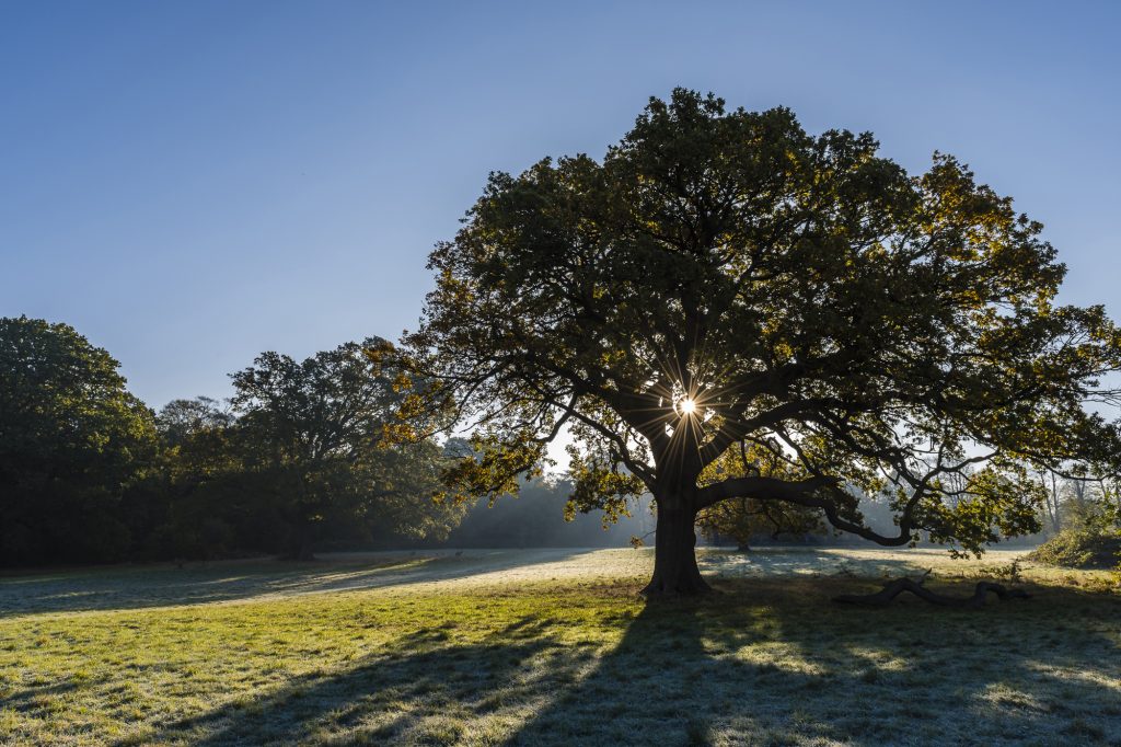 Early morning autumn sunlight through the trees at Trent Park, London