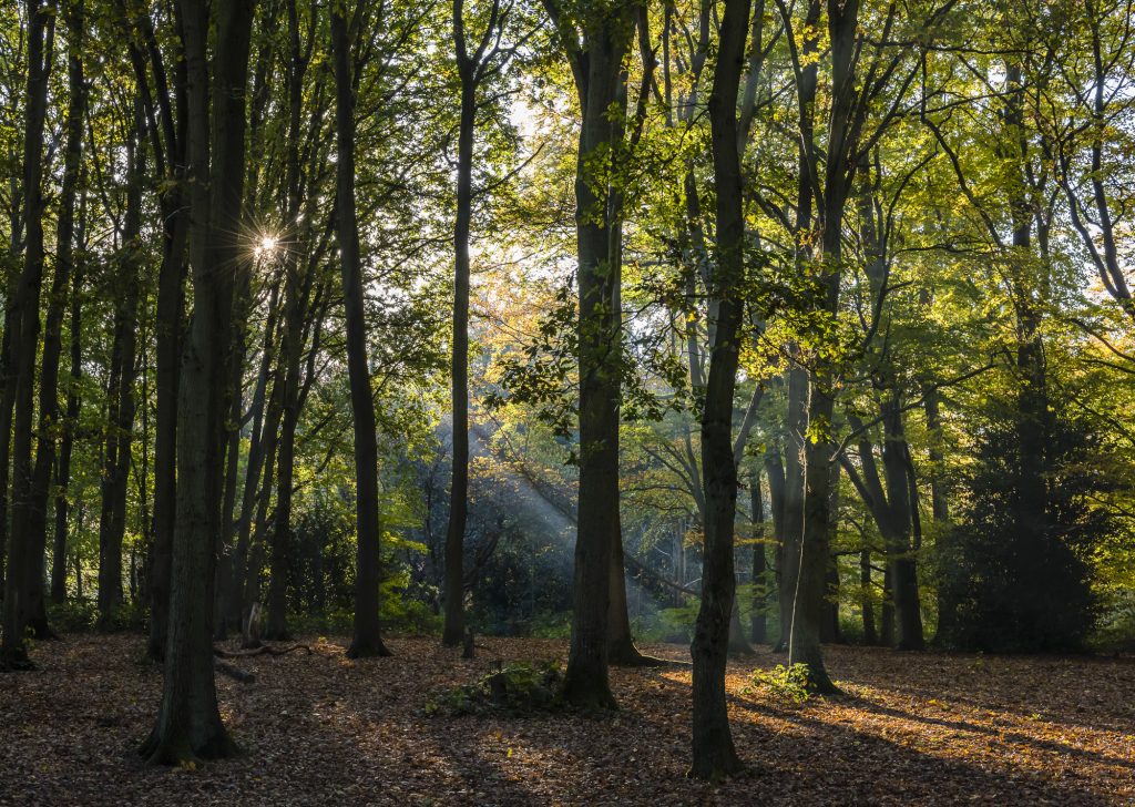 Early morning autumn sunlight and mist through the trees at Trent Park, London