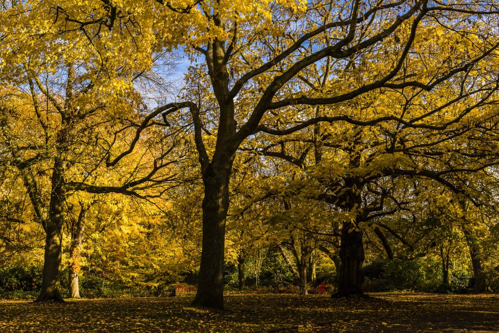 Dramatic yellow autumn colours in the trees at Waterlow Park, London