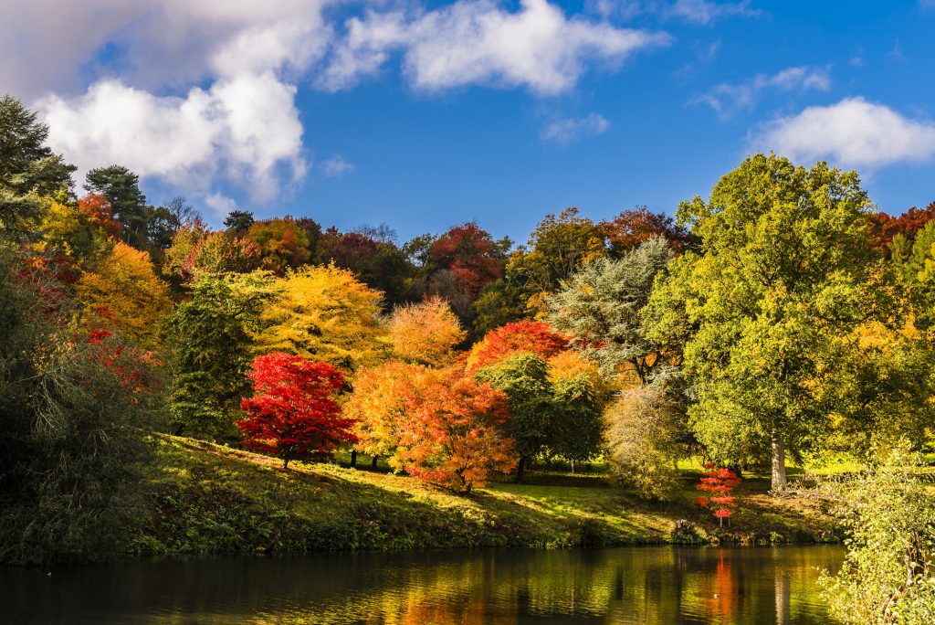 Colourful autumn Acers and other trees, and reflections in the lake, at Winkworth Arboretum and Gardens, Surrey