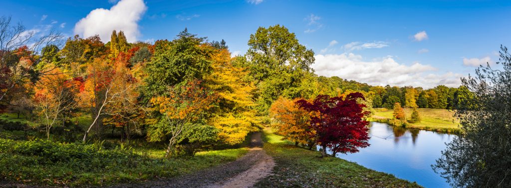 Panorama of colourful autumn Acers and other trees at Winkworth Arboretum and Gardens, Surrey