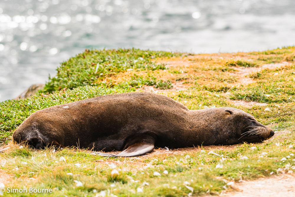 Fur Seal sleeping on the rocky breakwater at Aramoana Point, Dunedin, Otago, South Island, New Zealand