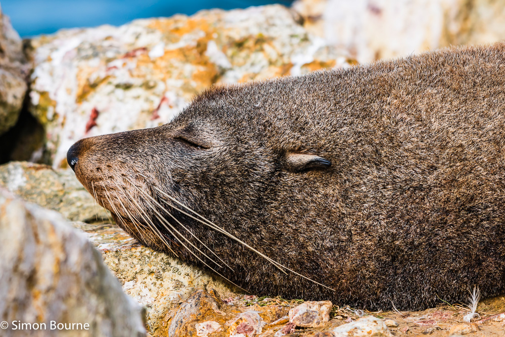 Fur Seal sleeping on the rocky breakwater at Aramoana Point, Dunedin, Otago, South Island, New Zealand
