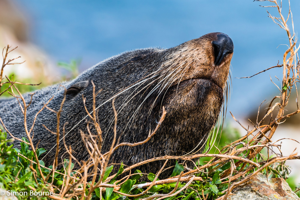 Fur Seal resting on the rocky breakwater at Aramoana Point, Dunedin, Otago, South Island, New Zealand