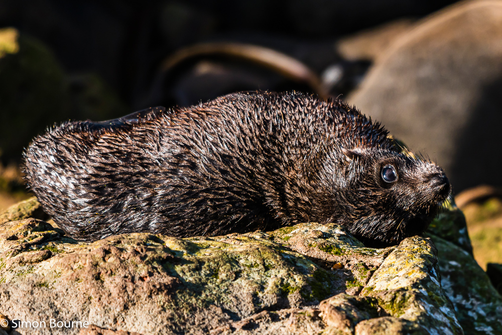 Young Fur Seal pup resting in the sun on the rocks at Katiki Point, Otago, South Island, New Zealand