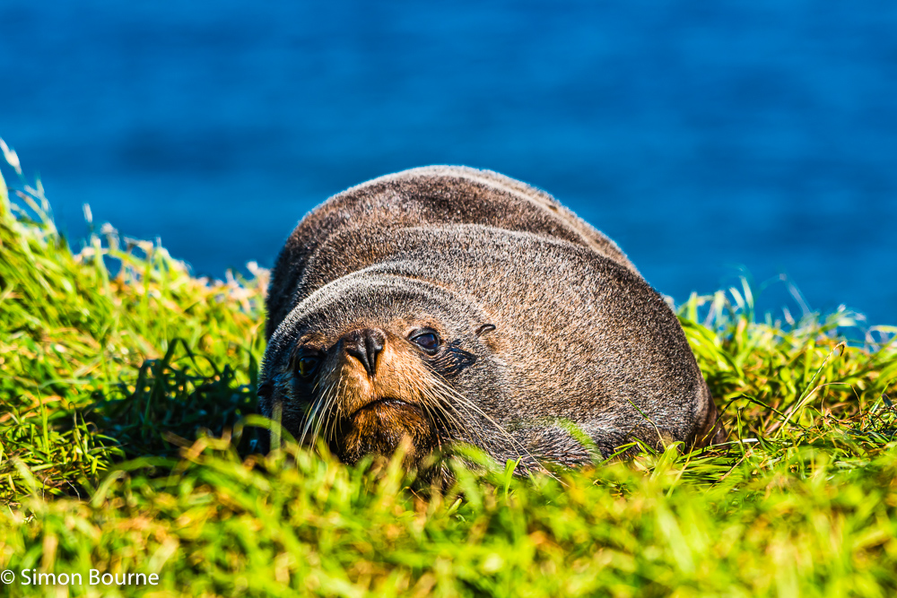 Fur Seal resting in the sun on the grass at Katiki Point, Otago, South Island, New Zealand