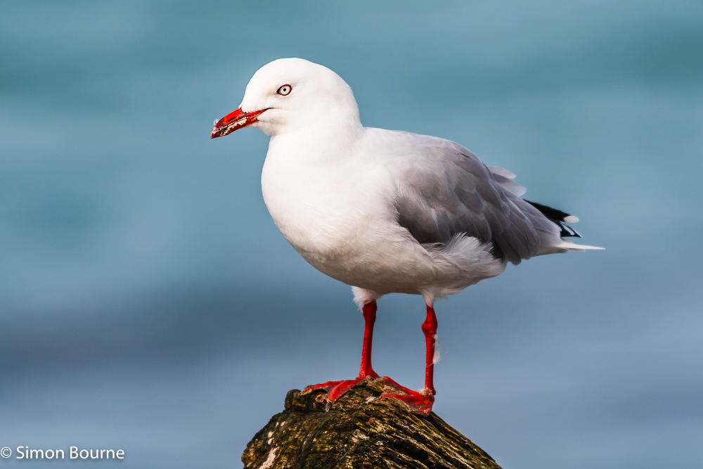 Red-billed Gull on the rocky breakwater at Aramoana Point, Dunedin, Otago, South Island, New Zealand