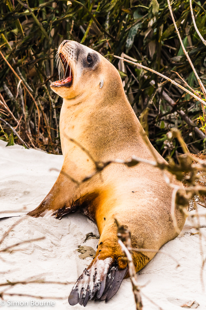 Sea Lion yawning in the sandy dunes at Victory Beach, Okia Reserve, Otago Peninsula, Dunedin, Otago, South Island, New Zealand