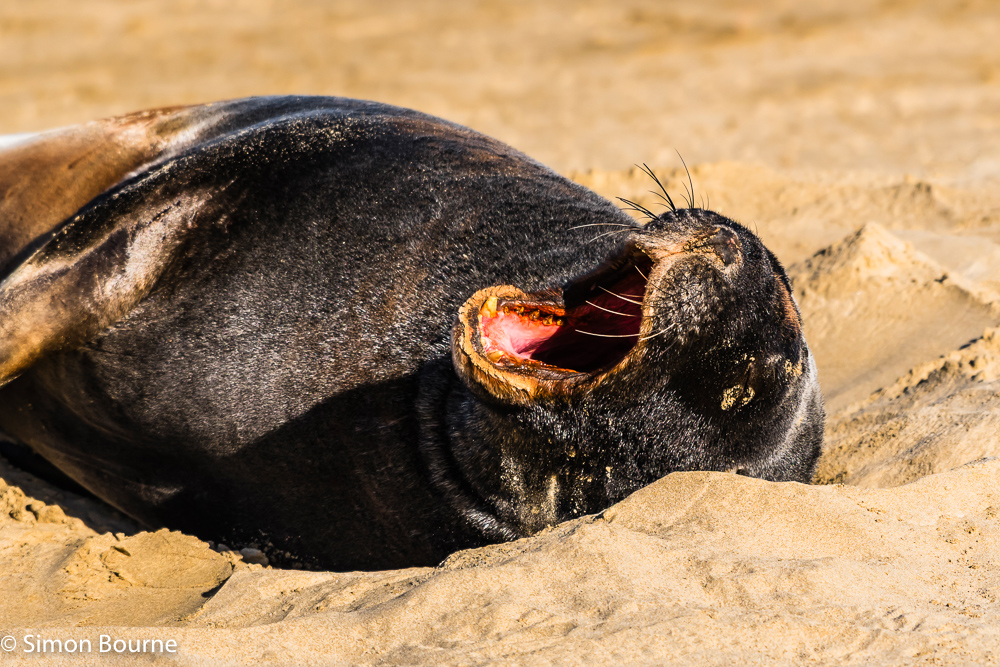 Sea Lion yawning on the sandy beach in the late afternoon autumn sun at Cannibal Bay, Otago, South Island, New Zealand