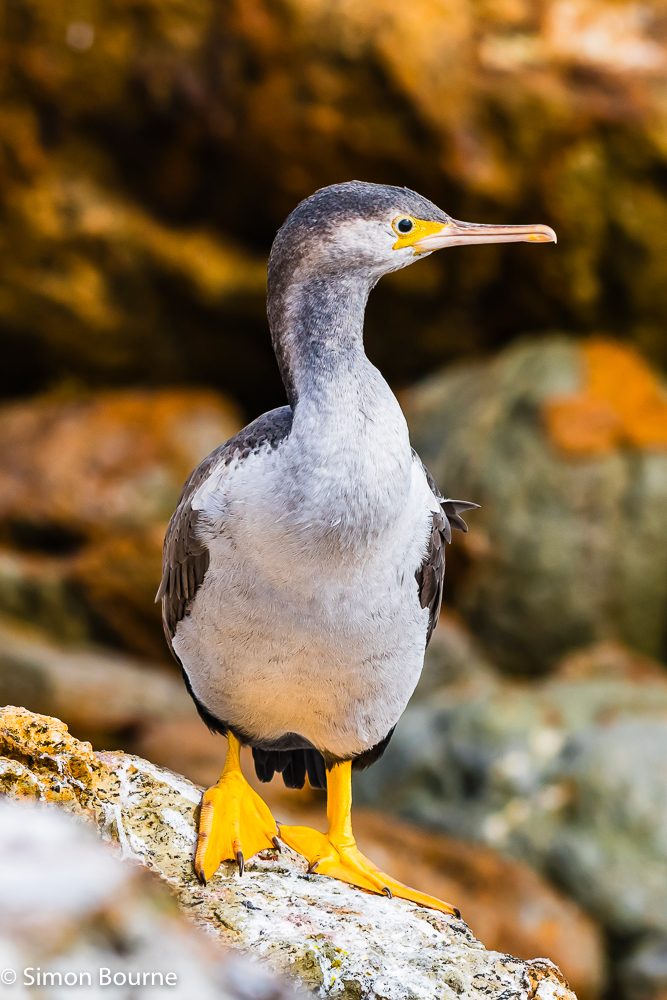 Spotted Shag (or Cormorant) on the rocky breakwater at Aramoana Point, Dunedin, Otago, South Island, New Zealand