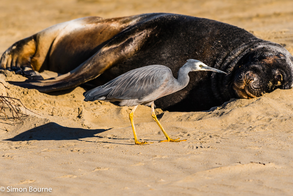 White-faced Heron and Sea Lion on the sandy beach in the late afternoon autumn sun at Cannibal Bay, Otago, South Island, New Zealand
