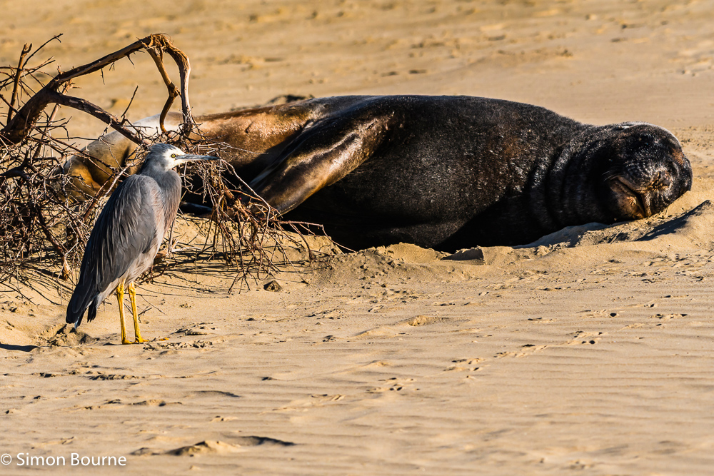 White-faced Heron and Sea Lion on the sandy beach in the late afternoon autumn sun at Cannibal Bay, Otago, South Island, New Zealand