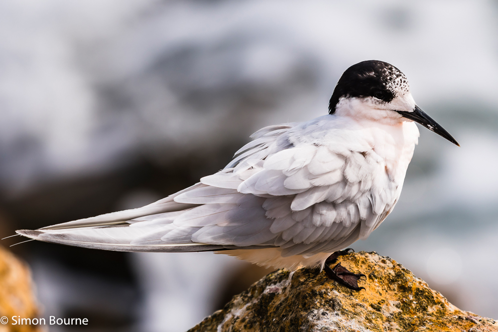 White-fronted Tern on the rocky breakwater at Aramoana Point, Dunedin, Otago, South Island, New Zealand