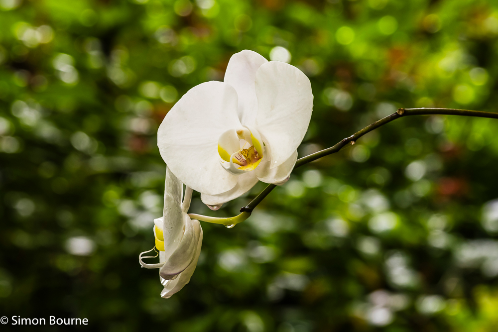 White Orchid in the tropical Flower Forest Gardens on the Caribbean island of Barbados
