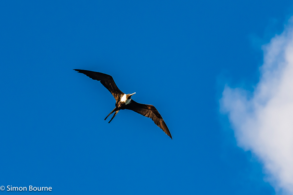Magnificent Frigatebird soaring over Young Island, at the southern tip of the tropical Caribbean island of St Vincent and the Grenadines
