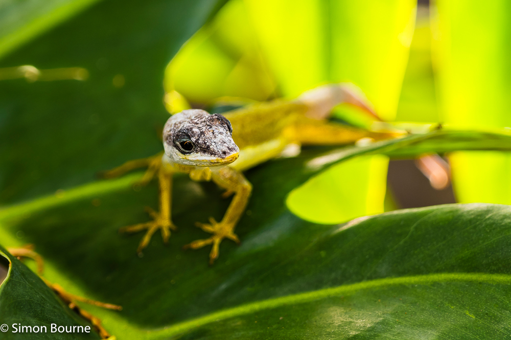 Tropical House Gecko (a lizard) on garden leaves at Young Island, at the southern tip of the tropical Caribbean island of St Vincent and the Grenadines