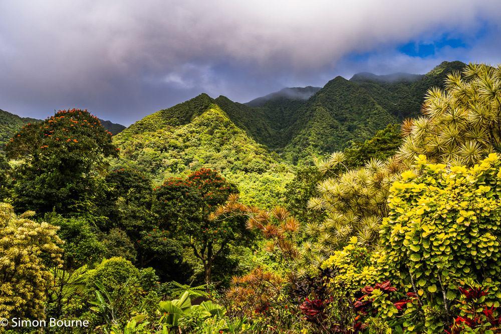 Looking out to the mountains over tropical trees, flowers and greenery at Montreal Gardens in the Mesopotamia Valley on the Caribbean island of St Vincent and the Grenadines