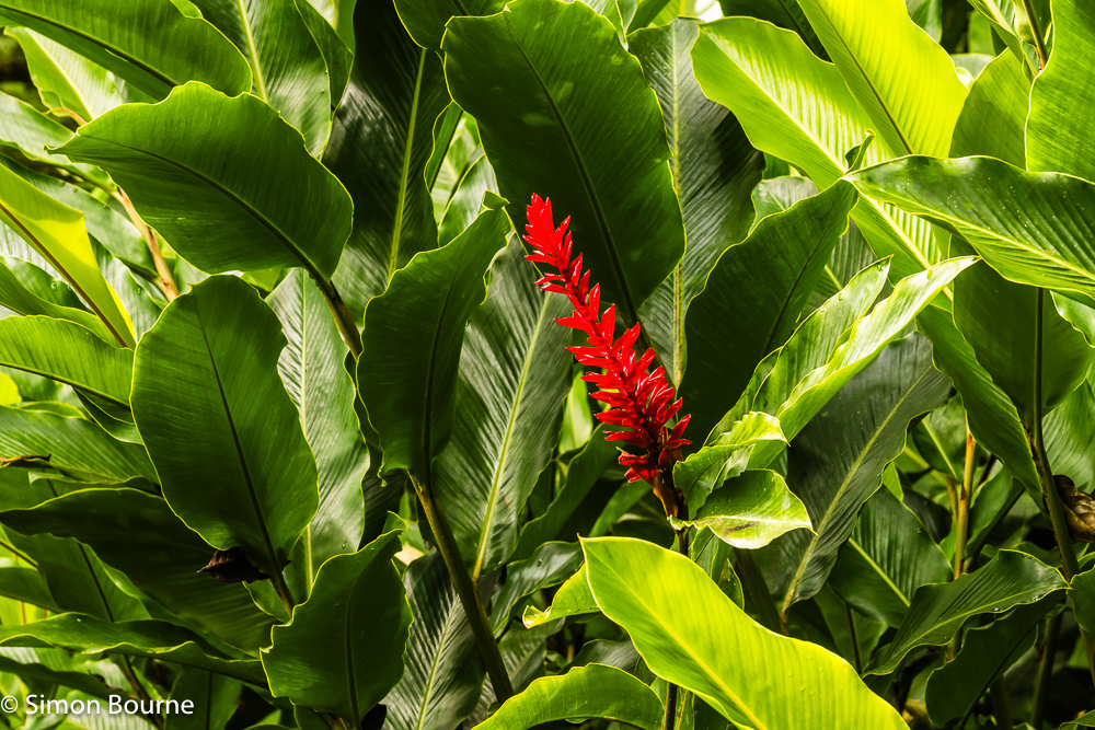 Tropical Red Ginger plant at Montreal Gardens in the Mesopotamia Valley on the Caribbean island of St Vincent and the Grenadines